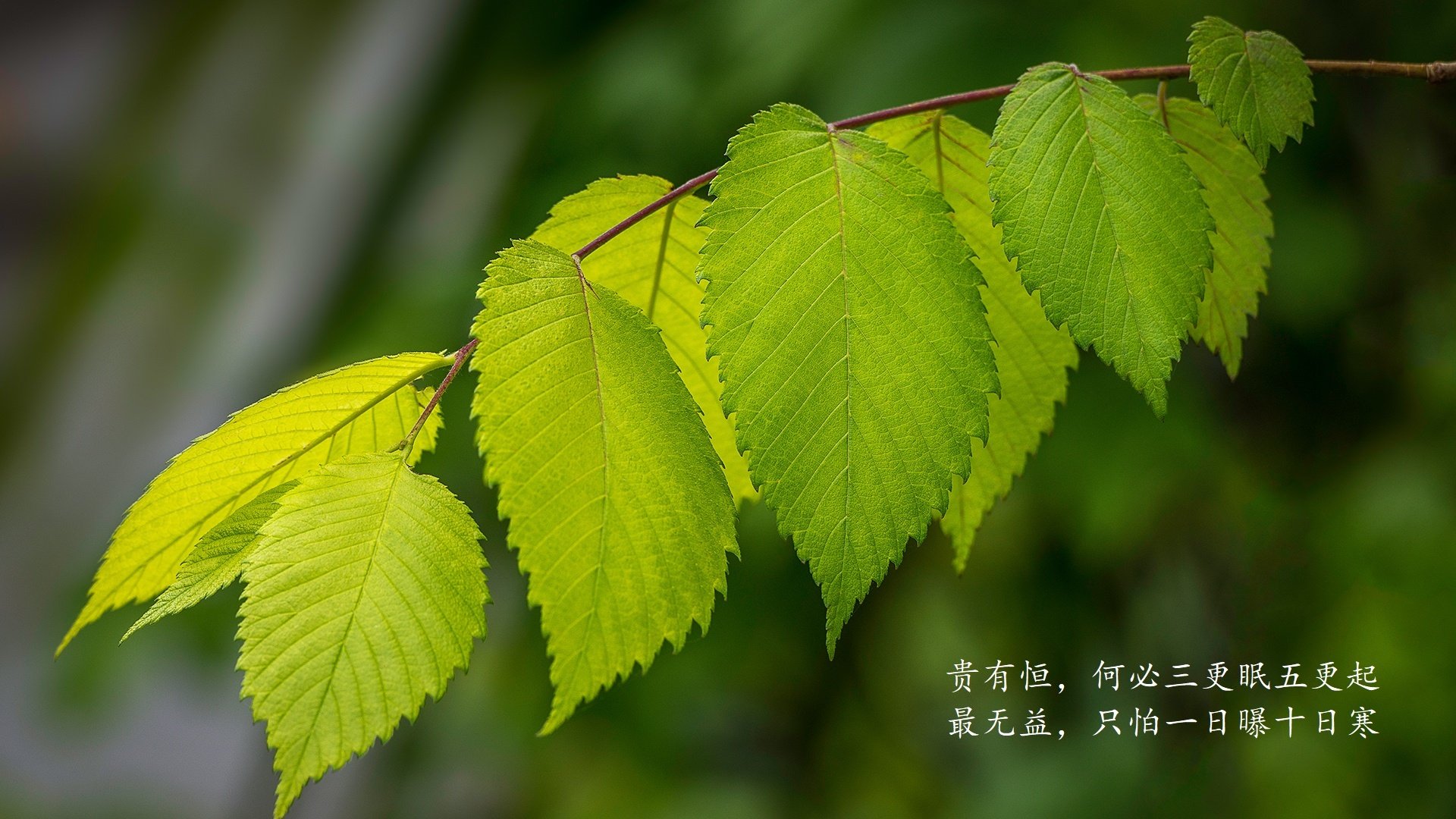 PSG防守强硬，海湾者进攻受限