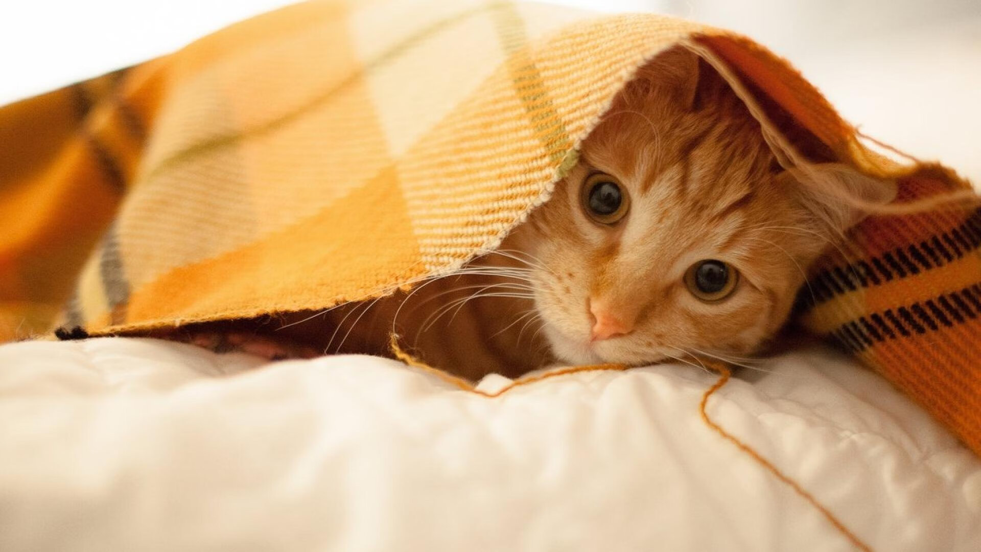 体育教育与科技融合实验课荣获教学创新奖,体育和教育融合