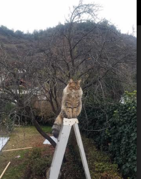 星空体育综合-体育纪录片关注双语运动员成长历程，有关体育史的纪录片