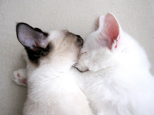 国家队未建立与青训教练定期协调机制，国家队未建立与青训教练定期协调机制的原因