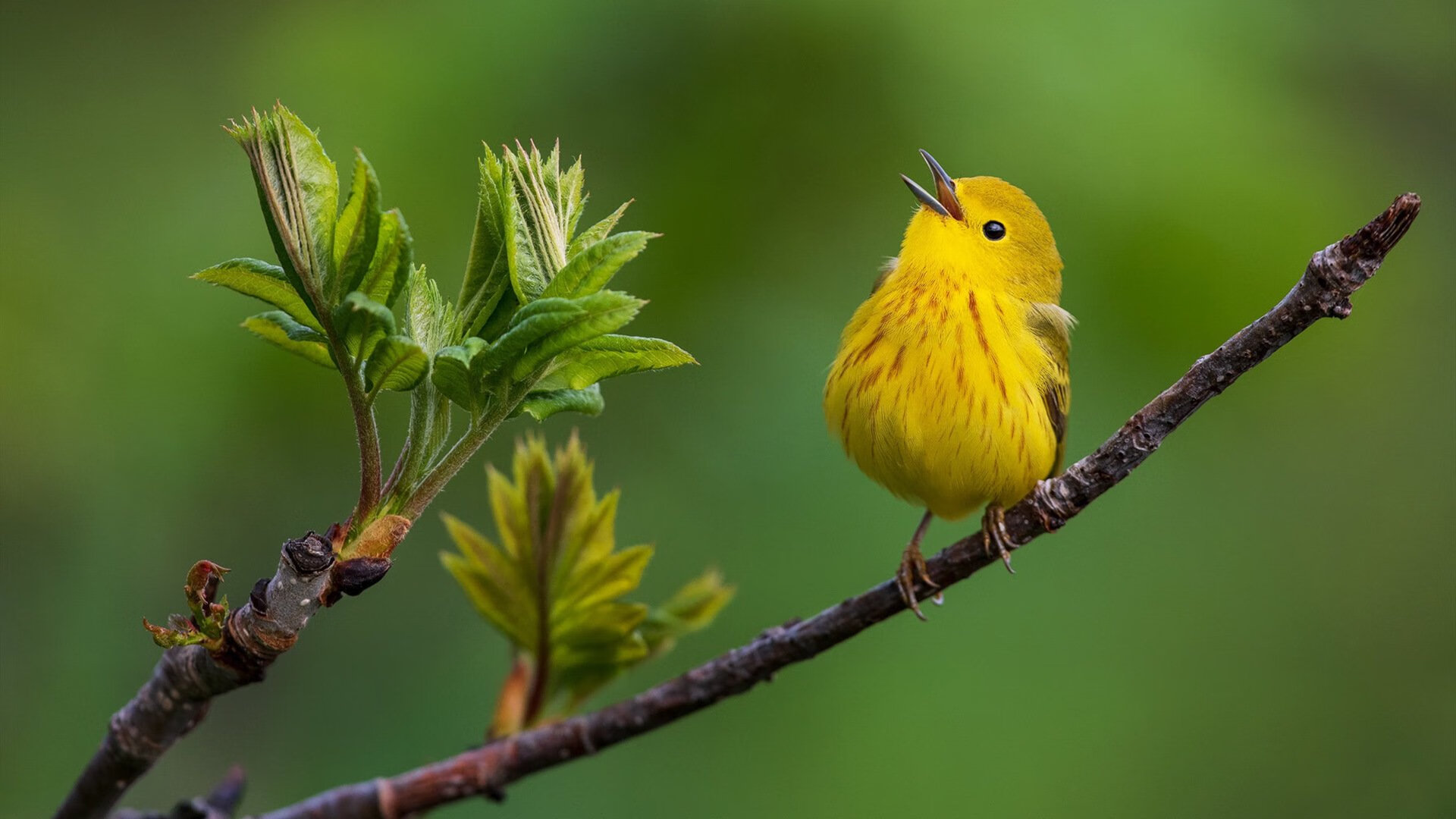 教练组是否应该专门设立节奏教练，教练组是否应该专门设立节奏教练机构