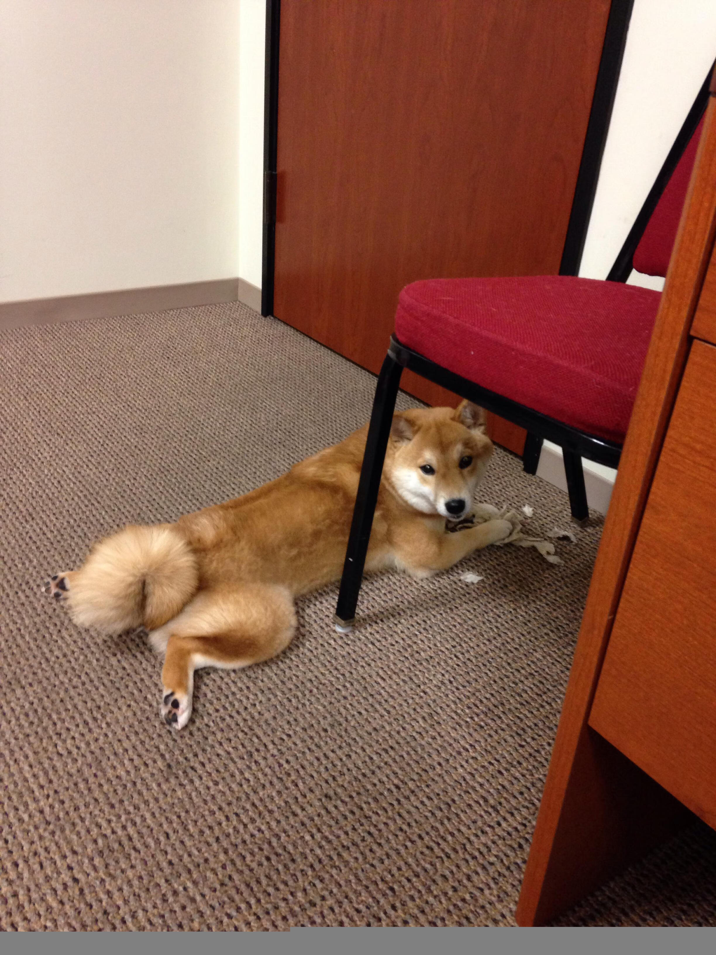 新加坡队在国际乒联混合团体世界杯中的坚韧表现，新加坡乒乓球世锦赛