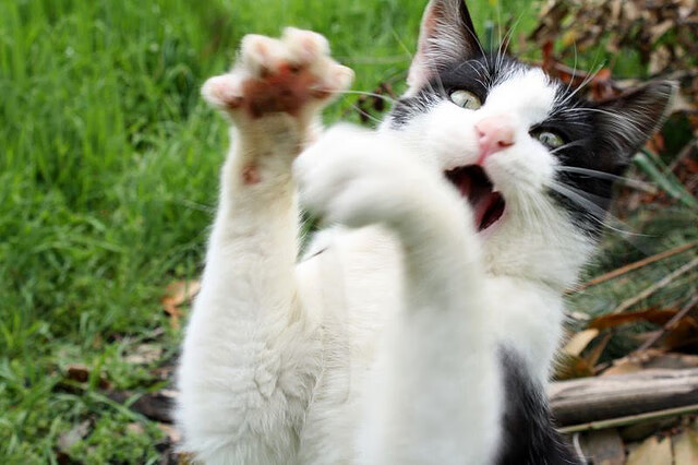 新加坡队在国际乒联混合团体世界杯中的坚韧表现，新加坡乒乓球世锦赛