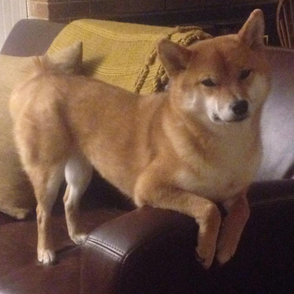 西雅图海湾者战略调整备受关注,西雅图海湾人vs休斯敦