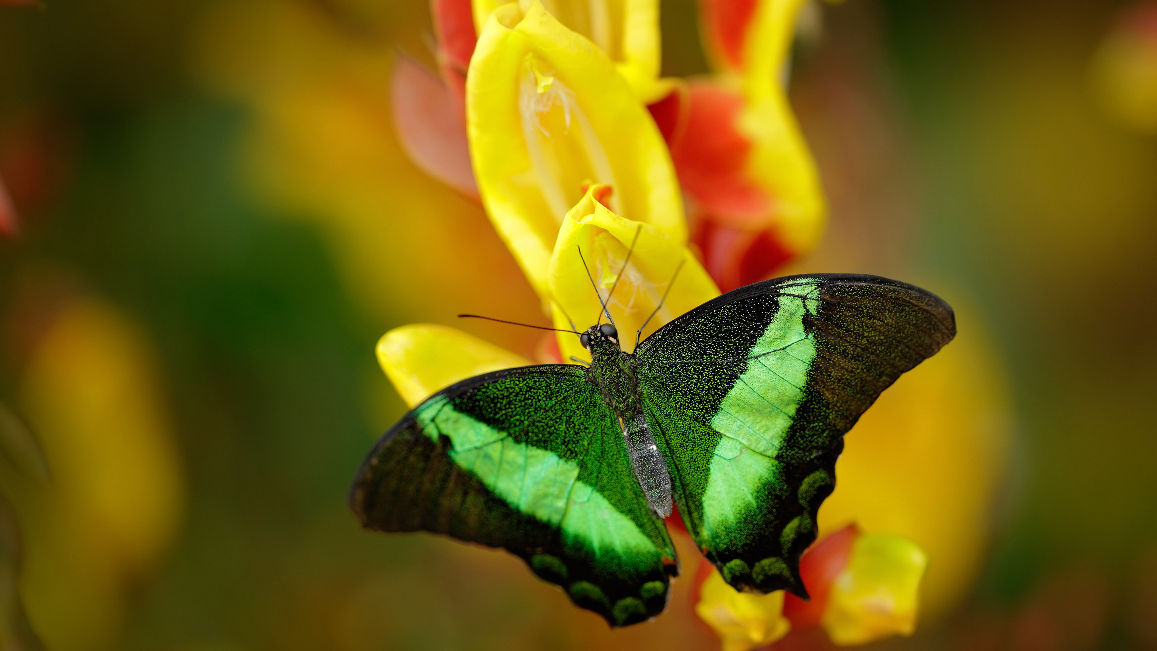 都灵整体压迫打法有效提升控场比重，都灵vs萨索洛比分预测