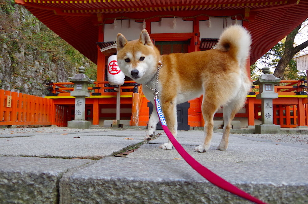 高节奏比赛是否更易出现攻防失衡现象,高节奏和快节奏