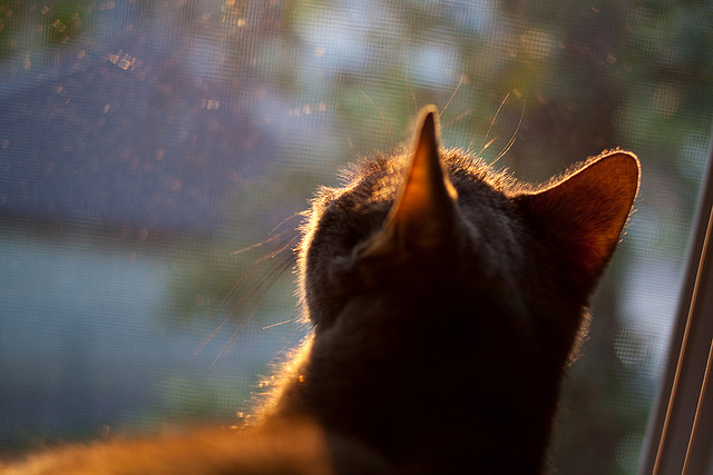 星空游戏平台-凯恩·瑞安：全黑队攻防体系中的稳固支柱