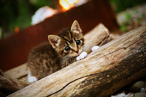 多位退役球员担任赛事评论嘉宾以专业视角解析战术发展趋势，退役球队