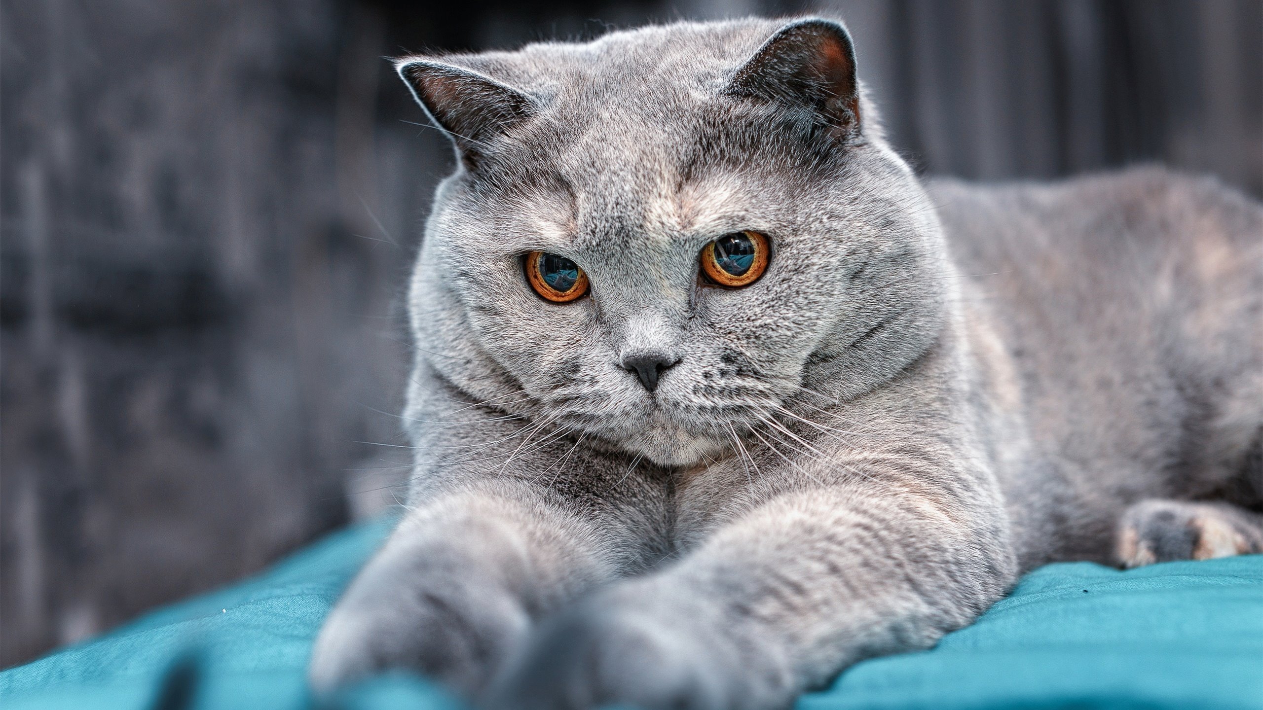 星空娱乐官方下载-安哥拉男篮在非洲锦标赛中持续前行，体育水平不断提升